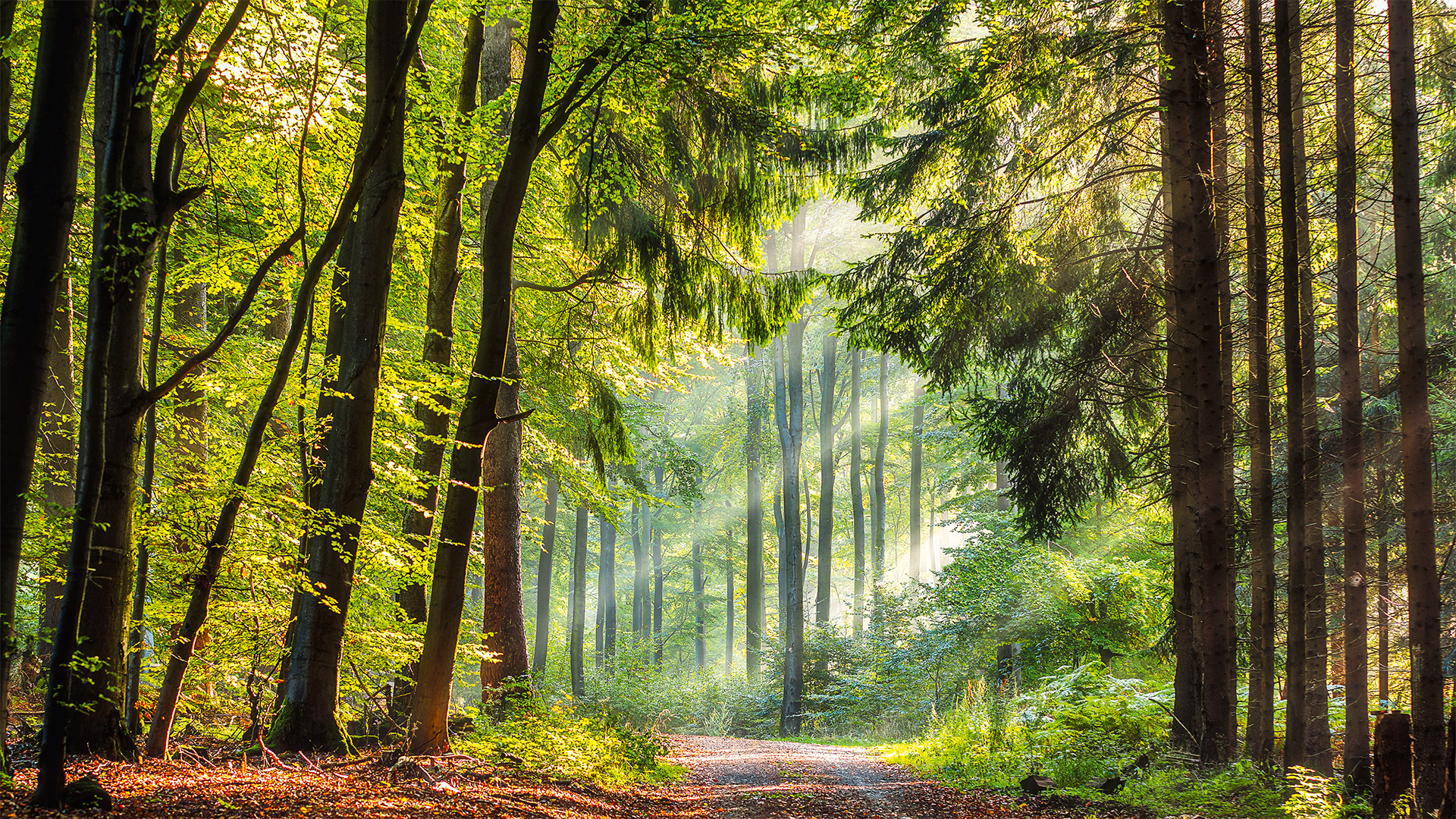 Installazione Ascensori E Montacarichi: Sempre Libera - Foto 7